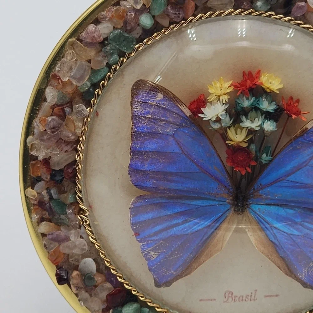 N/A brasil butterfly